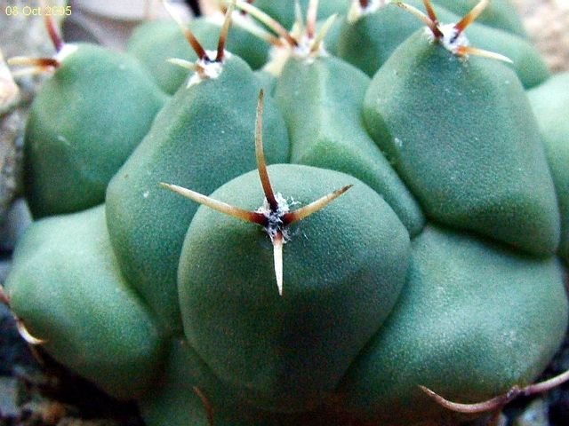 Thelocactus_ rinconensis _ 'phymatothelos'_ 03